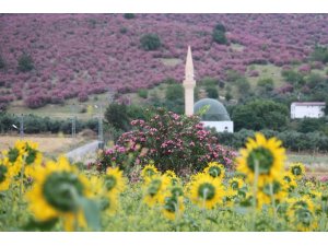 KOZAN’DA DAĞLAR PEMBEYE, OVA GÜNEBAKANLARLA SARIYA BÜRÜNDÜ