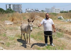 ADANALILAR EŞEKLERİN SAHİBİNİ ARIYOR