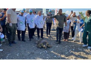 TEDAVİSİ TAMAMLANAN 3 DENİZ KAPLUMBAĞASI YENİDEN DENİZLE BULUŞTU