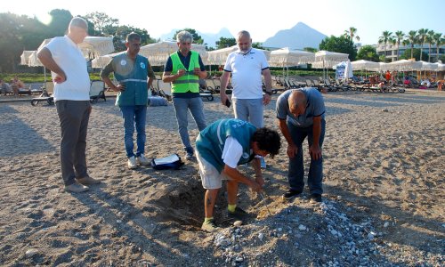 38 DENİZ KAPLUMBAĞASI YUVASI KORUMAYA ALINDI