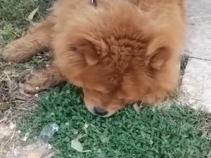 KÖPEĞİN ÖLÜMÜYLE İLGİLİ 1 KİŞİ GÖZALTINA ALINDI