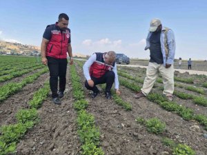 ANTAKYA’DA YER FISTIĞI ÜRETİMİ YAPILAN ARAZİLER İNCELENDİ