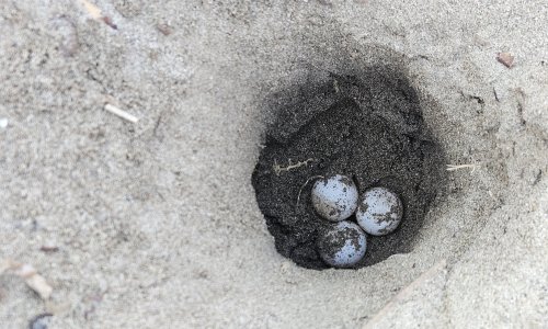 HAVA ISINDI, CARETTA  YUVALARI ARTTI