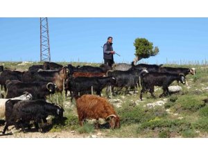 TÜRKİYE’NİN KEÇİ YETİŞTİRME MERKEZİ MERSİN: TOROSLAR YEŞERDİ, YÖRÜKLERİN ZORLU MESAİSİ BAŞLADI