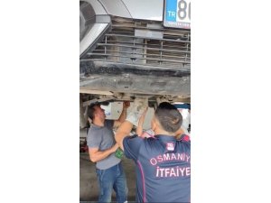 OSMANİYE’DE OTOMOBİLİN MOTORUNA SIKIŞAN YAVRU KEDİ KURTARILDI