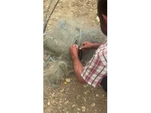 BALIK AĞINDA MAHSUR KILAN YILANI ELLERİYLE KURTARDI