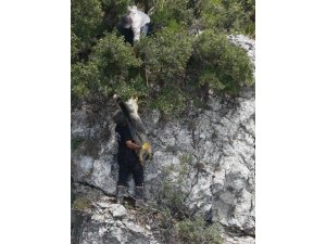 UÇURUMDA MAHSUR KALAN KEÇİYİ İTFAİYE KURTARDI