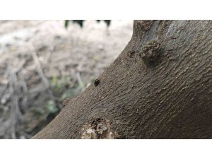 NARENCİYEDE ZARARLILARA KARŞI FAYDALI BÖCEK SEFERBERLİĞİ