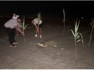CARETTA CARETTAYI YUVA YAPARKEN GÖREN GENÇLER, DUYARLILIK GÖSTERDİ ÖNLEM ALDI