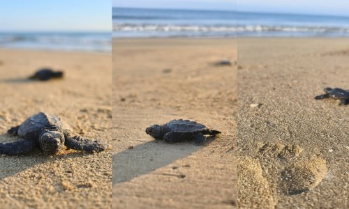 2026'NIN İLK CARETTA YAVRULARI DENİZLE BULUŞTU
