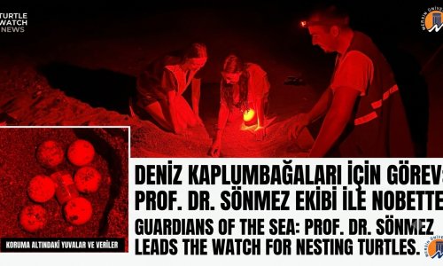 PROF. DR. SÖNMEZ: "DENİZ KAPLUMBAĞALARININ CİNSİYETİNİ ÇEVRESEL FAKTÖRŞER BELİRLER