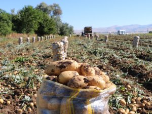 SANDIKLI'DA PATATES HASADI BAŞLADI