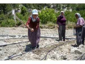 MERSİN’DE ATALIK ’LEKLEK’ FASULYESİ YENİDEN TOPRAKLA BULUŞTU
