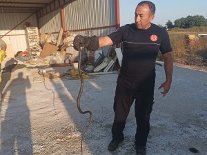 SICAKLAR YÜKSELDİ, YILAN İHBARLARI ARTTI