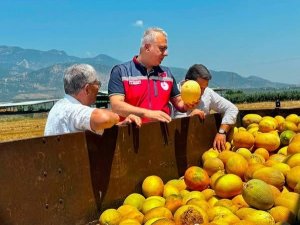 TESCİLLİ KIRIKHAN KAVUNUNDA HASAT DEVAM EDİYOR