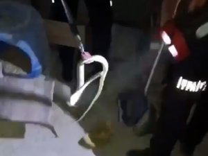 EVİN BODRUMUNA GİREN YILAN, İTFAİYE TARAFINDAN YAKALANDI
