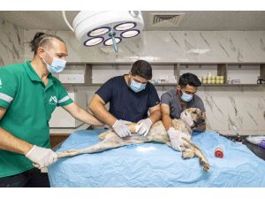MERSİN BÜYÜKŞEHİR BELEDİYESİ YARALI SOKAK HAYVANLARINA UMUT OLUYOR