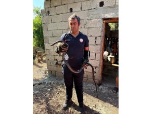 HATAY’DA YERLEŞİM ALANLARINA GİREN YILANLAR YAKALANDI