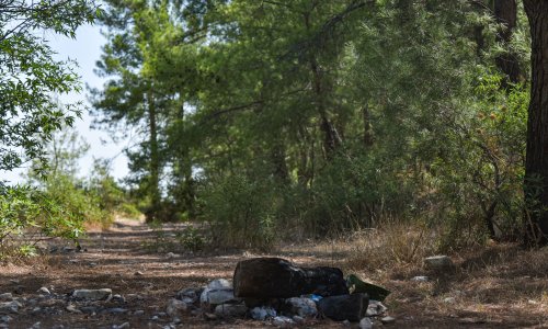 ORMANDA MANGAL DUYARSIZLIĞI
