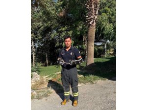 HATAY’DA YERLEŞİM ALANLARINA GİREN YILANLARI İTFAİYE YAKALADI