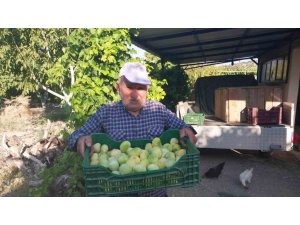 MERSİN’DE İNCİR HASADI BAŞLADI