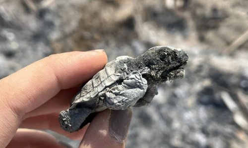 KUMSALDA YAKILAN ATEŞ, YAVRU CARETTANIN ÖLÜMÜNE NEDEN OLDU