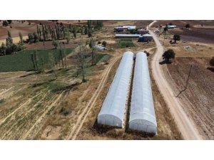 BABA-KIZ BİN 500 RAKIMDA SERA KURUP DOMATES YETİŞTİRMEYE BAŞLADILAR