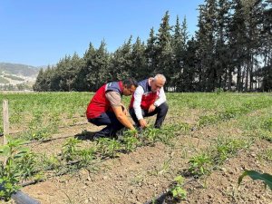 ANTAKYA’DA SEBZE ÜRETİCİSİYLE SAHADA İSTİŞARE EDİLDİ