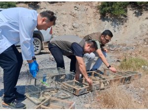 KAHRAMANMARAŞ’TA KAÇAK SAKA KUŞU AVINA OPERASYON: 175 KUŞ KURTARILDI