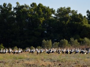 GÖÇ YOLCULUĞUNDAKİ LEYLEKLERİN MOLASI