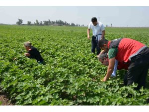 HATAY’DA PAMUK, SOYA VE AYÇİÇEĞİ ÜRETİM ALANLARI KONTROL EDİLDİ