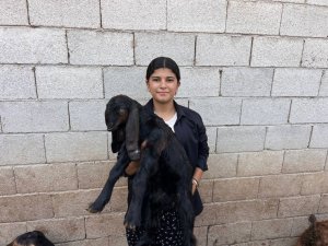 BABASINA DESTEK ÇIKMAK İÇİN KEÇİ BESLEYİP HAYVAN TİCARETİ YAPMAYA BAŞLADI