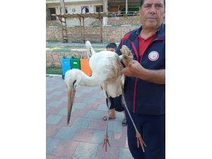 REYHANLI’DA YARALI LEYLEK EKİPLER TARAFINDAN KURTARILDI