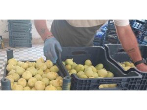 MERSİN’DE BEYAZ İNCİRDE ’YOK YILI’: REKOLTENİN 90 BİN TONDAN 30 BİN TONA DÜŞMESİ BEKLENİYOR