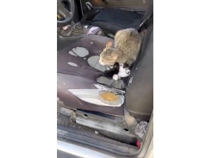OTOMOBİLİN İÇİNDE YAVRULADI