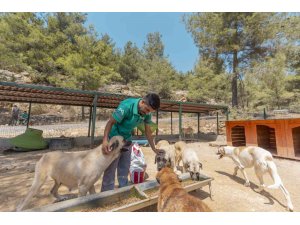 MERSİN’DE 3 BİN 295 KEDİ VE KÖPEK YENİ YUVASINA KAVUŞTU