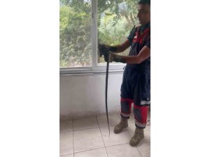 EVE GİREN YILAN PENCERE ARASINA SIKIŞTI
