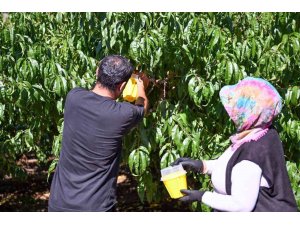 MERSİN’DE AKDENİZ MEYVE SİNEĞİNE KARŞI 80 BİN FEROMON TUZAK DESTEĞİ