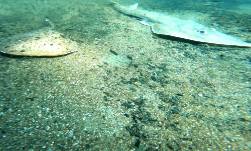 ÇIRALI'DA BALIK ÖLÜMLERİ KORKUTTU