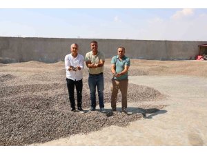 KAHRAMANMARAŞ’TA AY ÇEKİRDEĞİ HASADI