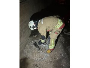 İSKENDERUN VE ARSUZ’DA MAHSUR KALAN HAYVANLAR KURTARILDI