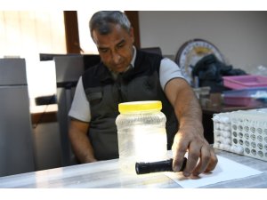 YEŞİL VATANIN SESSİZ KORUYUCULARI LABORATUVARDA YETİŞTİRİLİYOR