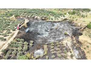 ZEYTİNLİKTE YÜKSELEN ALEVLER KORKUTTU