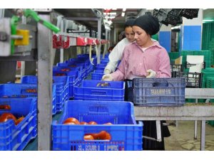 AĞUSTOS AYINDA DOMATES İŞLEM MİKTAR ENDEKSİ YÜZDE 56,70 AZALDI