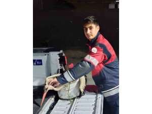 ARSUZ’DA KAYALIKLARDA YORGUN DÜŞEN LEYLEK KURTARILDI