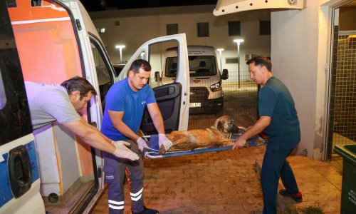 BÜYÜKŞEHİR EKİPLERİ CAN DOSTLAR İÇİN SEFERBER OLDU
