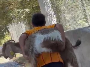 ORMAN YANGINI SIRASINDA RAHASIZLANAN KEÇİYİ SIRTLARINDA TAŞIDILAR