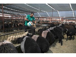 MERSİN’DE 420 YETİŞTİRİCİYE 10 BİN 500 KÜÇÜKBAŞ HAYVAN DESTEĞİ