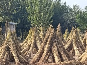 KAHRAMANMARAŞ’TA SUSAM HASADI BAŞLADI