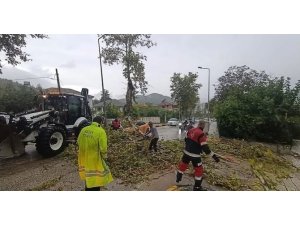 YAYLADAĞI’NDA ARACIN ÜZERİNE AĞAÇ DEVRİLDİ